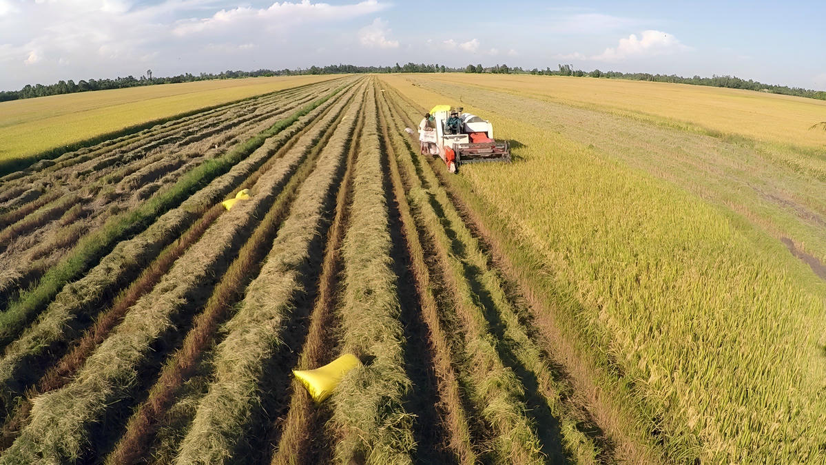 Nông dân miền Tây thu hoạch lúa. Ảnh: Thanh Tiến