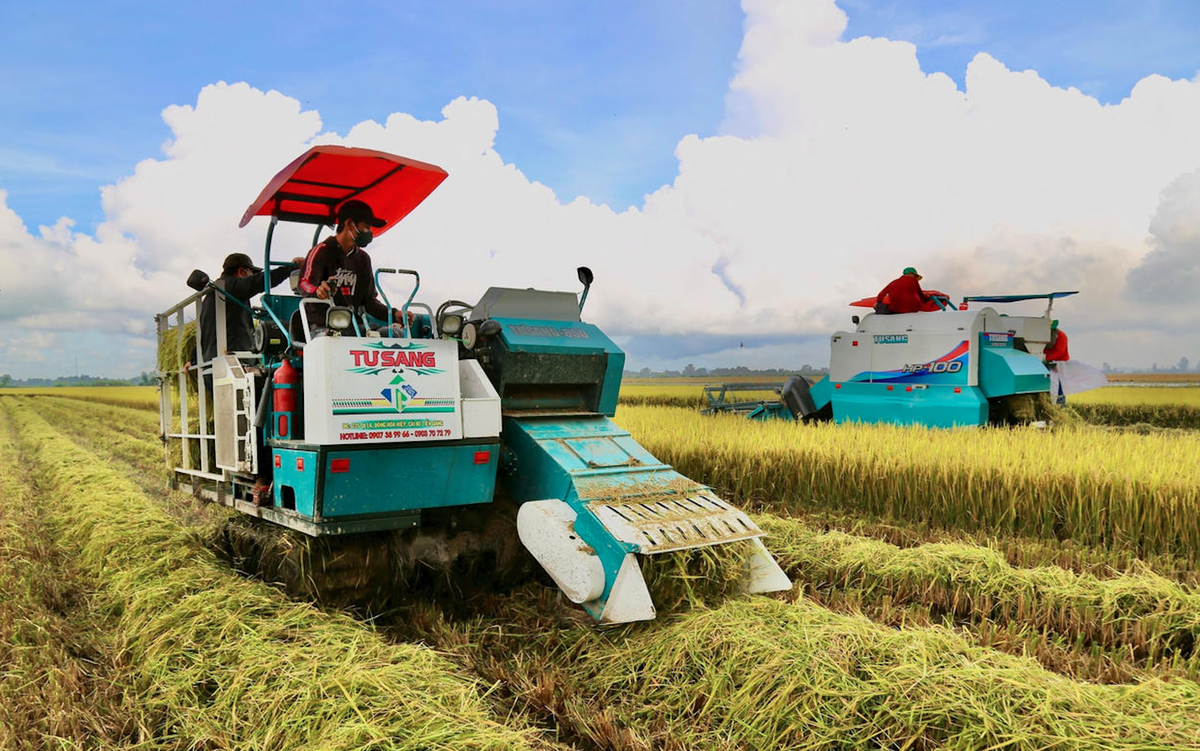 Cánh đồng tham gia mô hình thí điểm tại Hợp tác xã Tiến Thuận (TP Cần Thơ). ảnh: thanh tiến