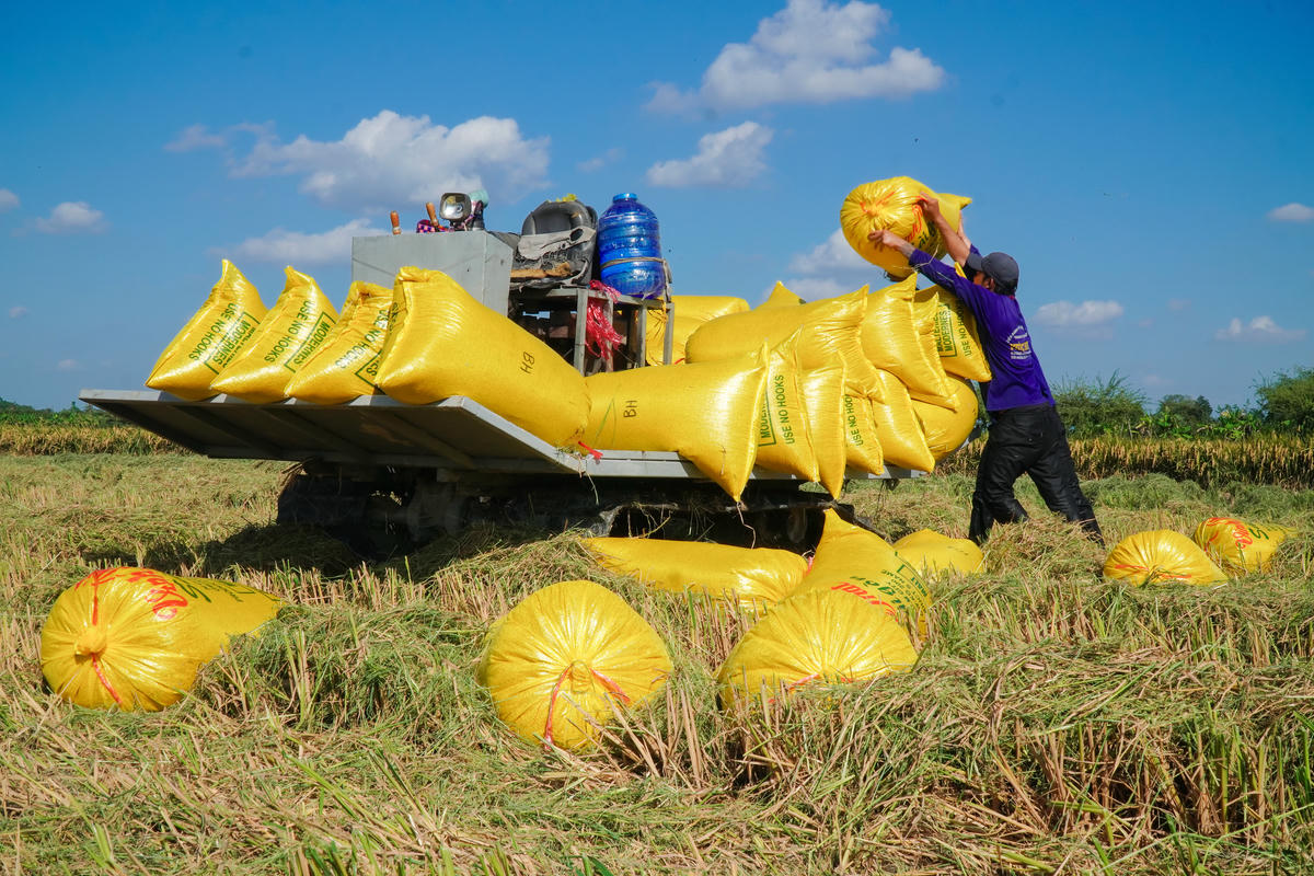 Nông dân thu hoạch lúa.