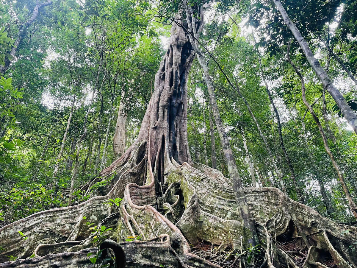 Những cây đa cổ thụ trong Vườn quốc gia Kon Ka Kinh. Ảnh: CV.