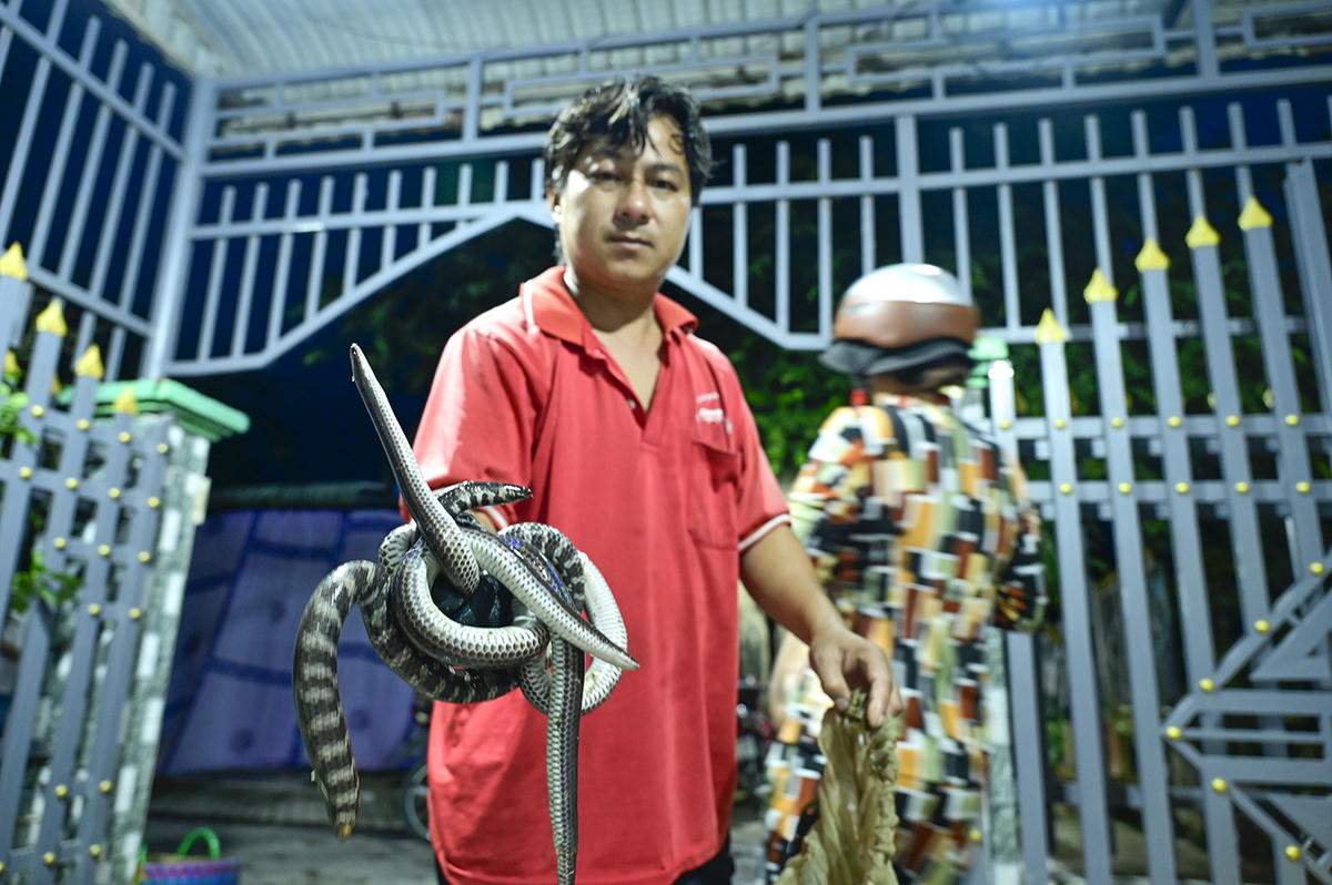 Rắn đồng mùa nước nổi mập ú và có giá bán khá cao. Ảnh Nguyễn Minh