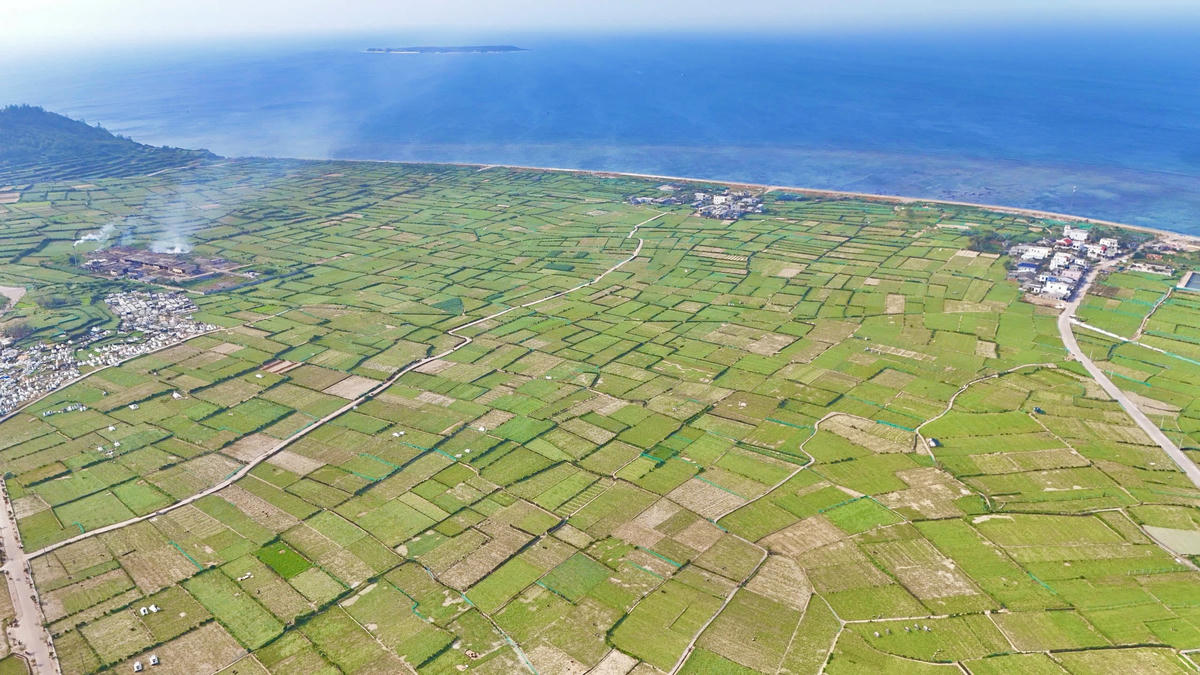 Một góc cánh đồng trồng tỏi ở đặc khu Lý Sơn. Ảnh: Chí Đại.