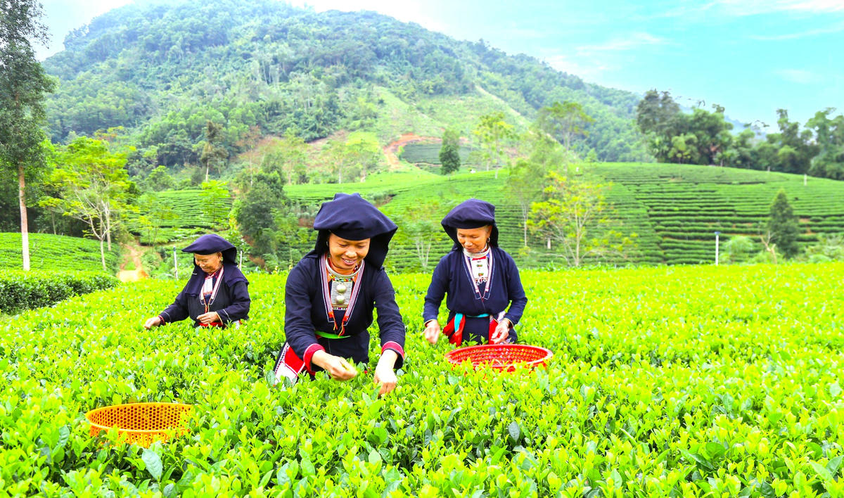 Chính sách hỗ trợ kịp thời sẽ giúp các doanh nghiệp, tổ chức chăm lo tốt hơn cho đời sống lao động người dân tộc thiểu số. Ảnh: Phan Thái.