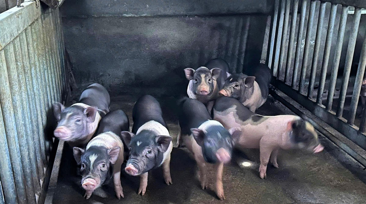 Người dân Quảng Ngãi tái đàn sau đợt dịch tả lợn châu Phi. Ảnh: Chí Đại.