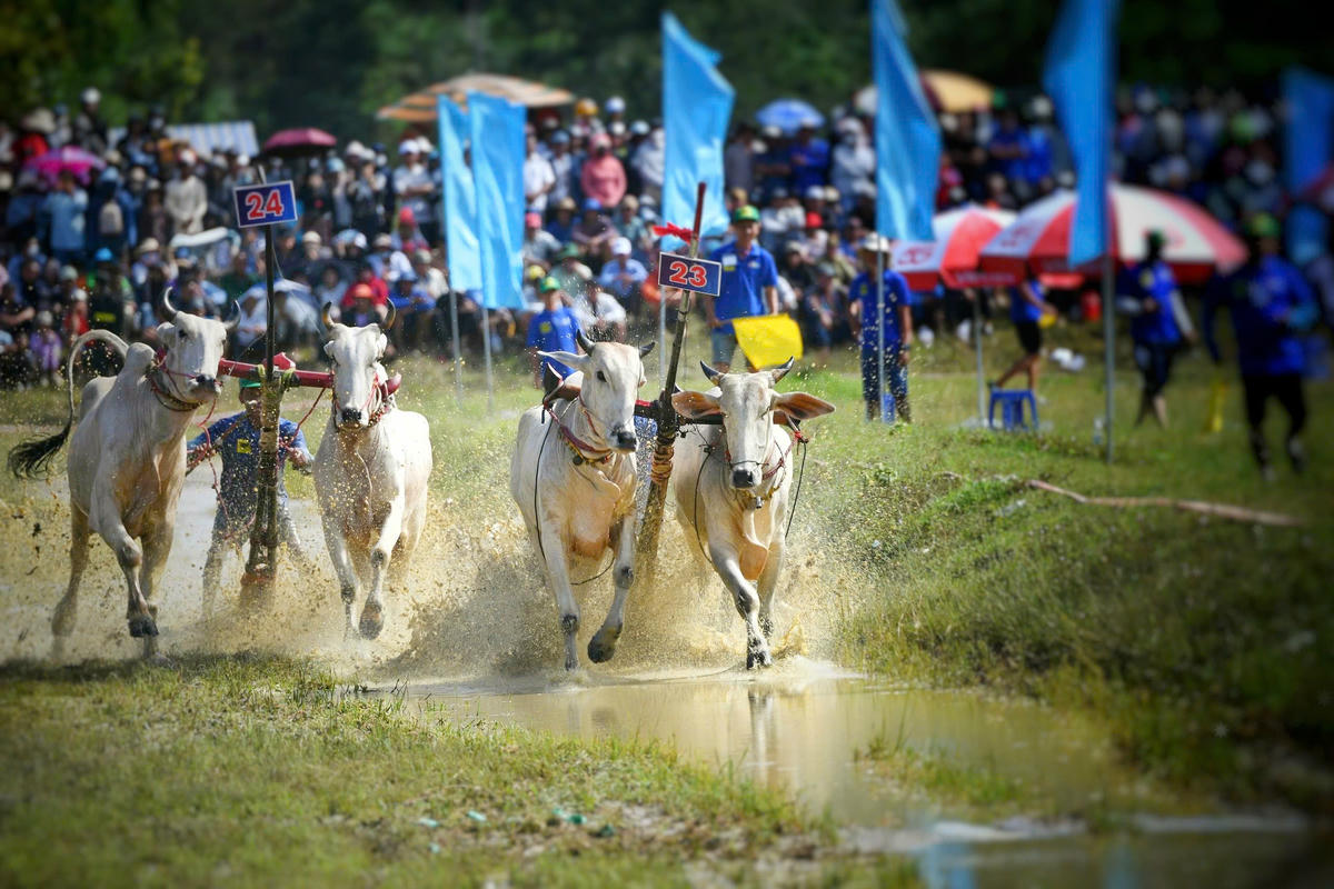 Các đôi bò thi đấu tranh tài quyết liệt, mang đến cho khán giả những vòng đua kịch tính, hấp dẫn. (ảnh: Phương Vũ)