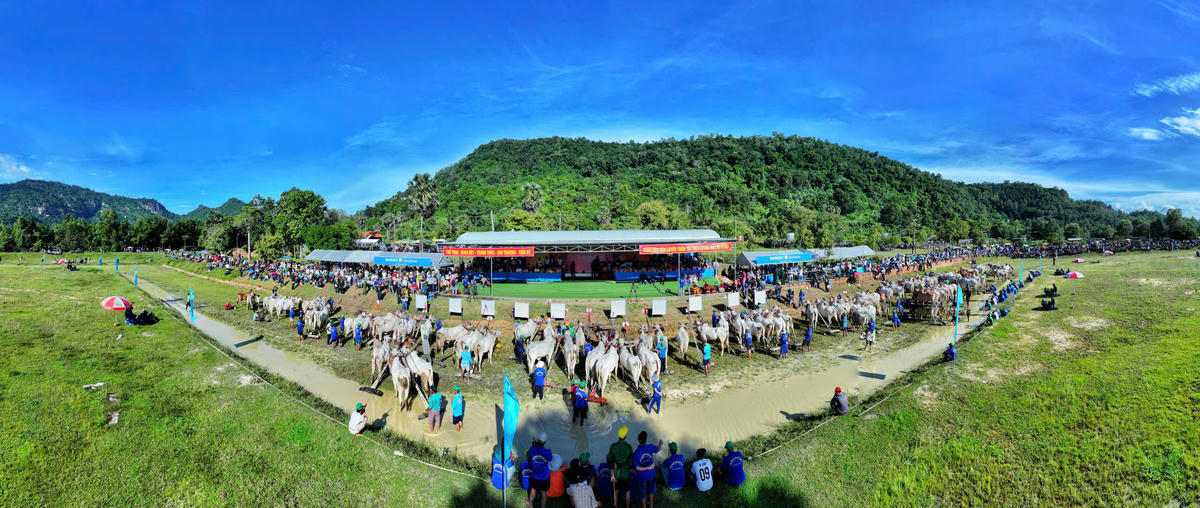 Hội Đua bò Bảy Núi vốn bắt nguồn từ phong tục của đồng bào Khmer trong dịp lễ Sene Dolta – lễ báo hiếu tổ tiên, diễn ra sau vụ mùa. Ban đầu, đua bò chỉ là hoạt động vui chơi cộng đồng tại các sân chùa, vừa giải trí vừa gắn kết tình làng nghĩa xóm. (ảnh: Phương Vũ)