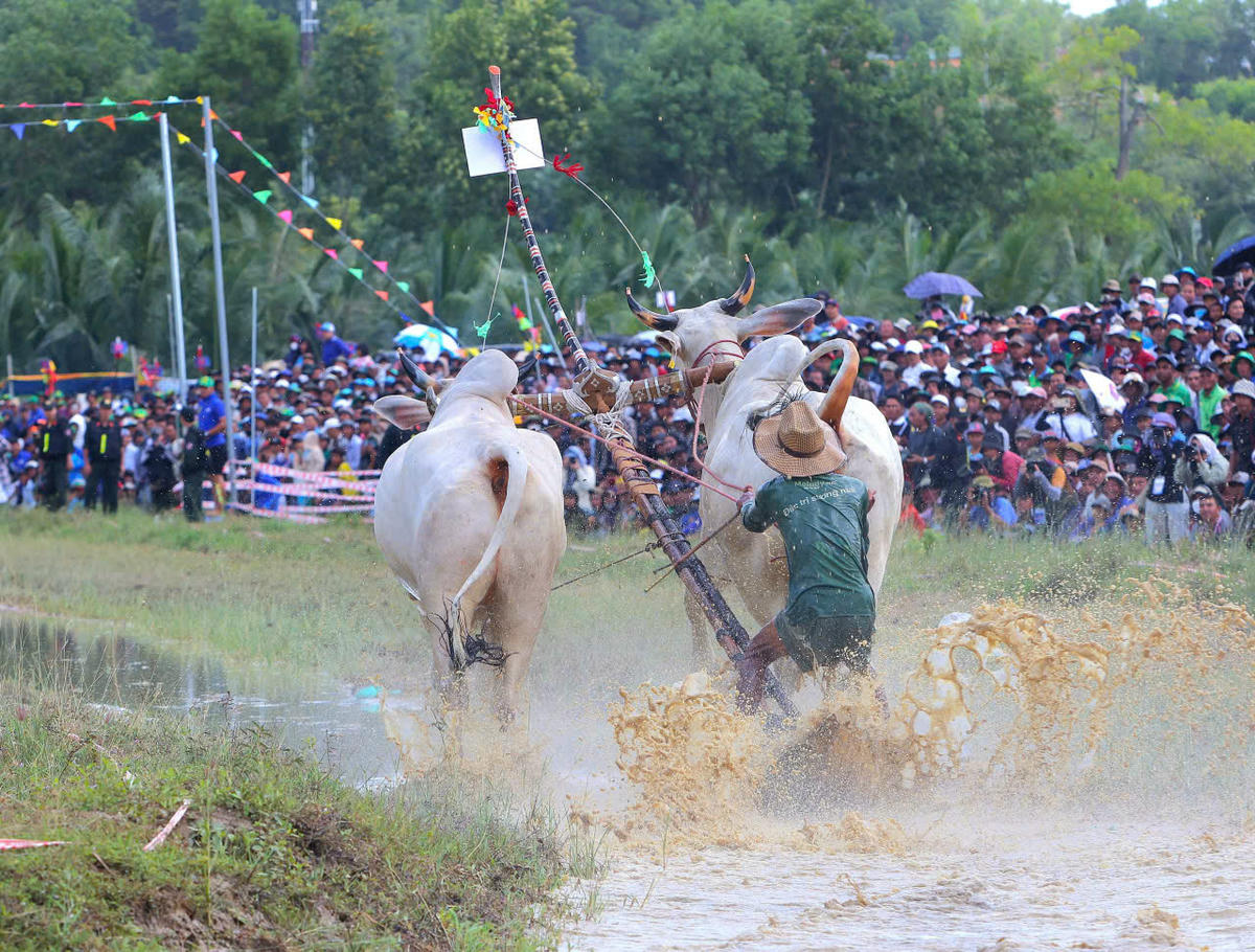 Hội Đua bò Bảy Núi không chỉ là một môn thể thao, mà còn là biểu tượng văn hóa, niềm tự hào của nhân dân An Giang. (ảnh: Trung Phạm).