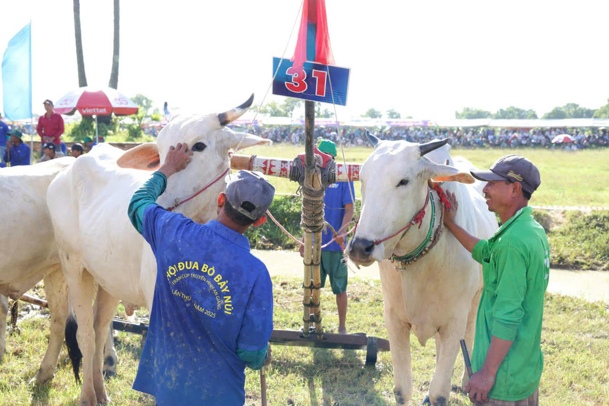 Các chủ bò và nài bò là linh hồn của đường đua, khi bỏ nhiều công sức chăm sóc, huấn luyện những “chiến mã” khỏe mạnh, dẻo dai để cống hiến những màn tranh tài hấp dẫn. (ảnh: Trung Phạm)