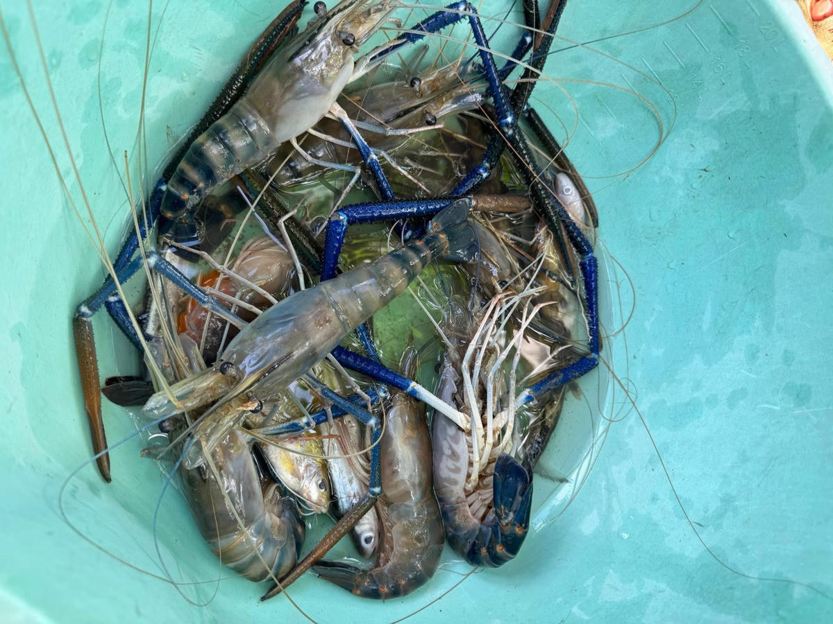 Đặc sản tôm càng ở sông Bé.