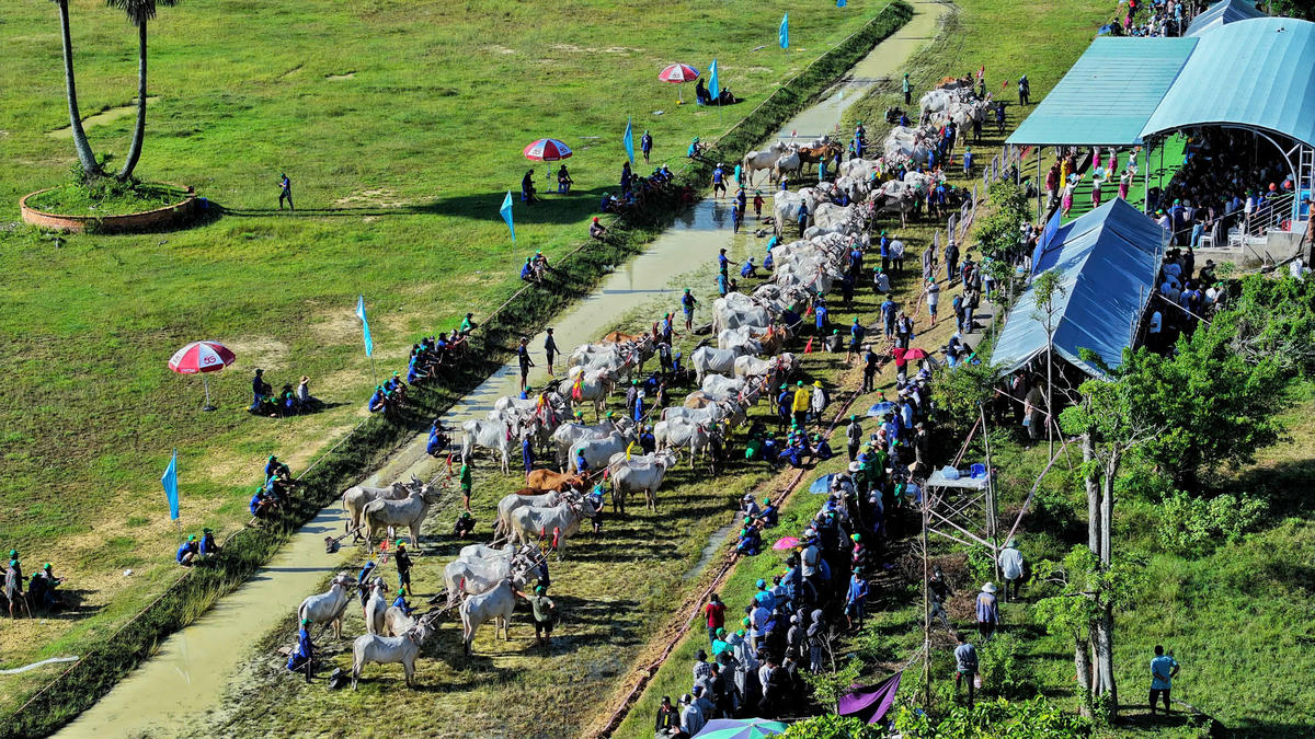 Hội Đua bò năm nay có sự tham gia của 64 đôi bò xuất sắc đến từ 10 xã, phường trong tỉnh An Giang, gồm: xã Tri Tôn, xã Ba Chúc, xã Ô Lâm, xã Cô Tô, xã Vĩnh Gia, xã An Cư, xã Núi Cấm, xã Giang Thành, phường Chi Lăng và phường Tịnh Biên. (ảnh: Phương Vũ)