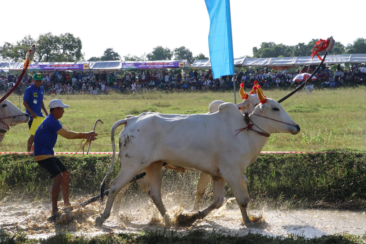Ngày 19/01/2016, Bộ Văn hóa, Thể thao và Du lịch đã ban hành Quyết định số 246/QĐ-BVHTTDL, chính thức đưa “Hội Đua bò Bảy Núi – An Giang” vào Danh mục Di sản văn hóa phi vật thể quốc gia. Đây là sự khẳng định giá trị văn hóa, tinh thần của đồng bào Khmer, đồng thời nâng tầm hội đua thành thương hiệu văn hóa – du lịch nổi bật của An Giang nói riêng và Nam Bộ nói chung. (ảnh: Phương Vũ)