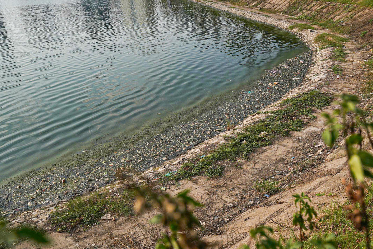 Cá chết một góc của mặt hồ điều hòa bốc mùi hôi thối.