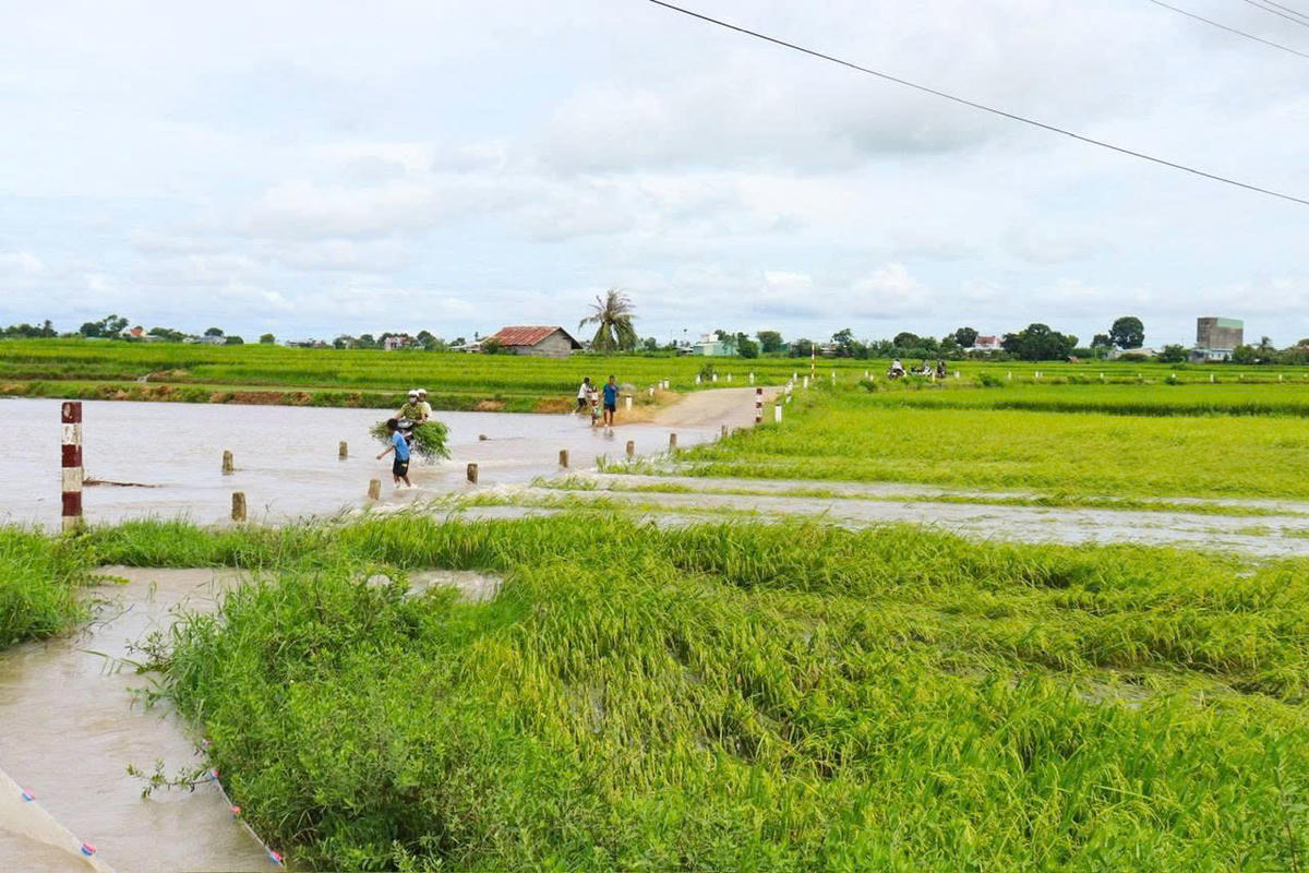 Nhiều diện tích hoa màu của người dân xã Ia Hiao ngập nước đợt mưa ngày 5/9. Ảnh: CV.