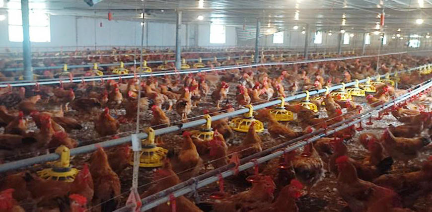 Trong bối cảnh dịch bệnh động vật diễn biến phức tạp như hiện nay, chăn nuôi theo hướng an toàn sinh học là một yêu cầu bắt buộc. Ảnh: L.H.