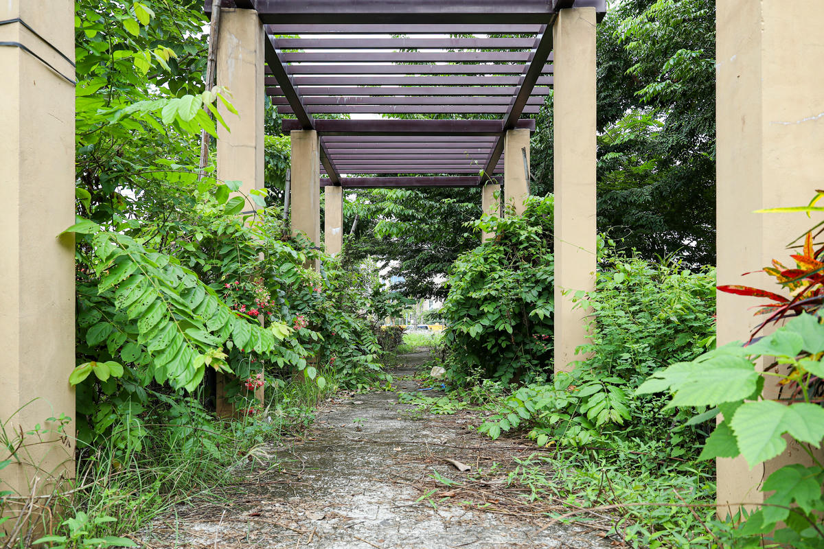 Cây cối chiếm gần hết lối đi nhưng chưa được dọn dẹp.