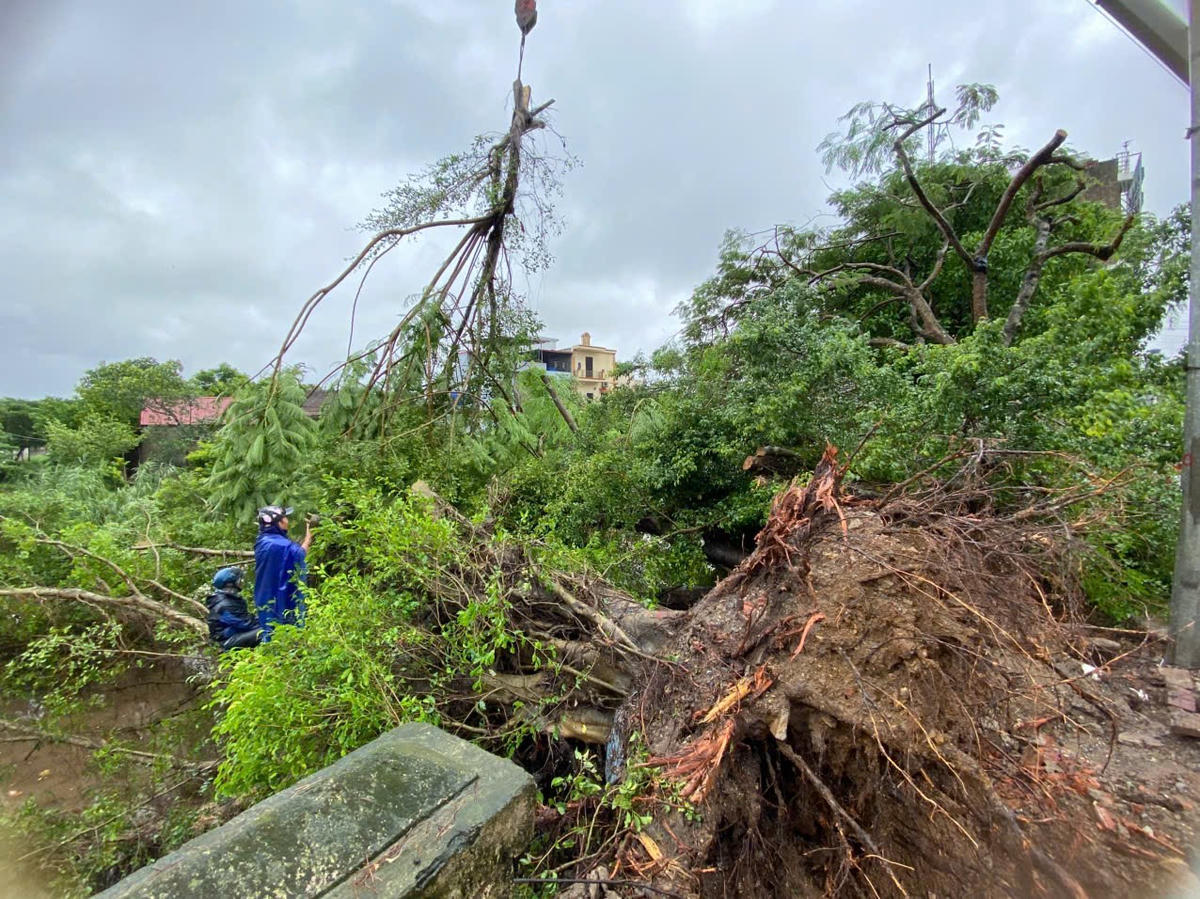 Cây xanh tại xã Phát Diệm gãy đổ sau bão số 5. Ảnh: Đình Minh.