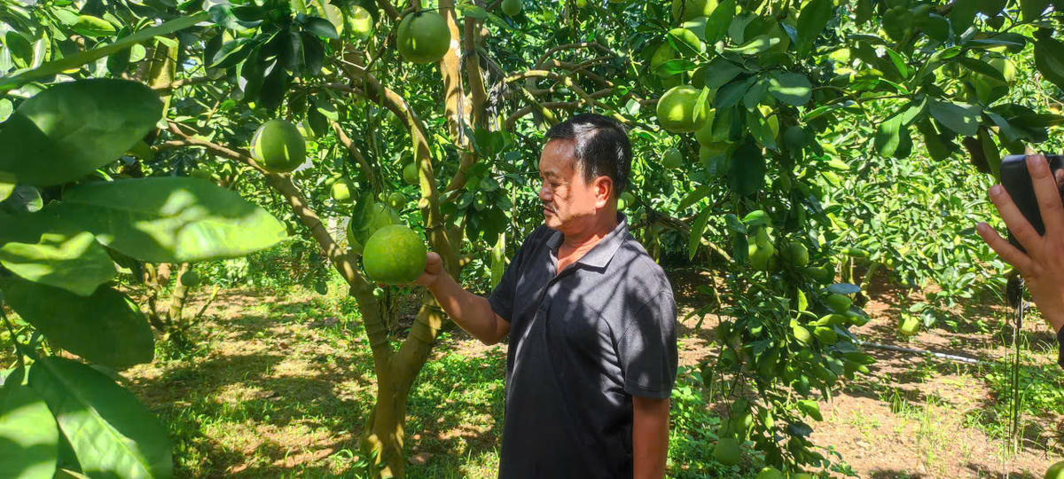 Từ ngày chuyển đổi sang trồng bưởi cuộc sống gia đình ông Vũ Xuân Oanh đã vươn lên khá giả với nguồn thu ổn định. Ảnh: L.H.