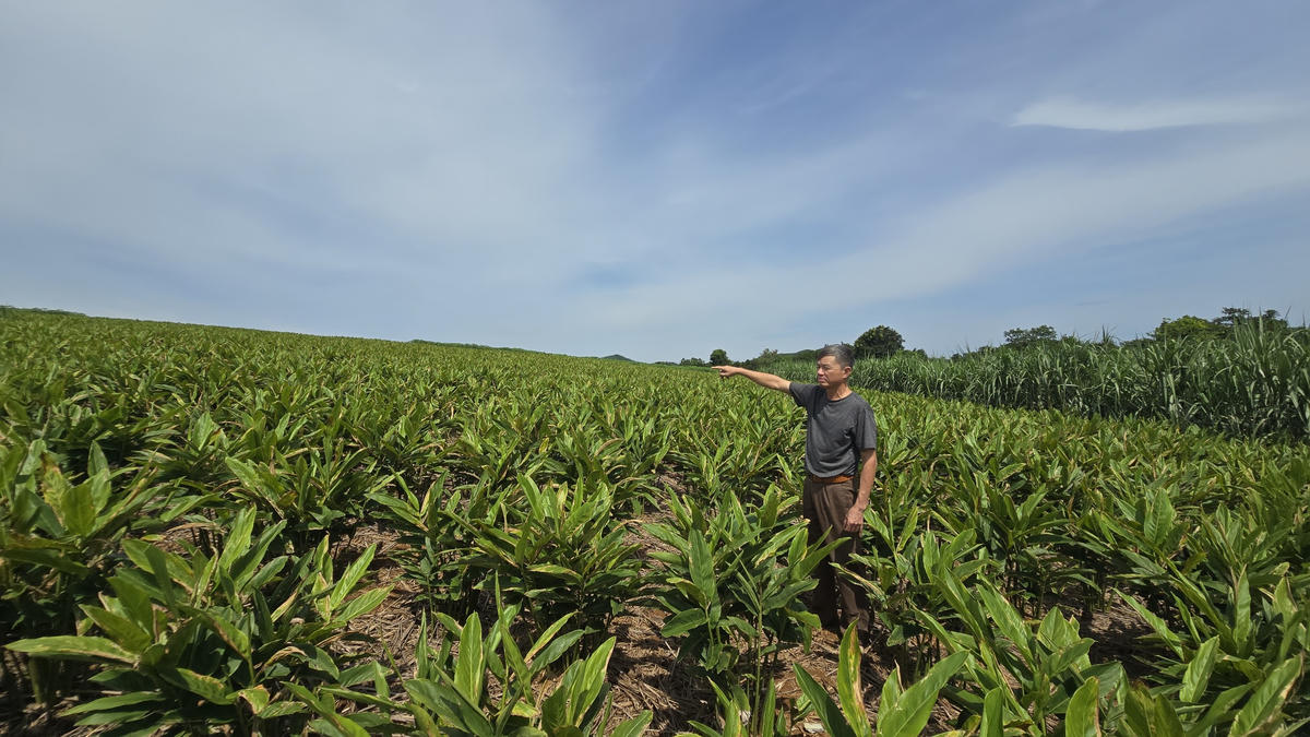 Cây riềng đang giúp nhiều hộ dân ở Thanh Hóa vươn lên làm giàu. Ảnh: Anh Tuấn.