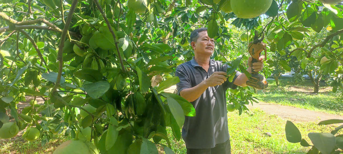 Dự kiến mùa vụ 2025 bưởi diễn Yên Trị sẽ xuất khẩu sang Anh, Mỹ và Hàn Quốc. Ảnh: L.H.