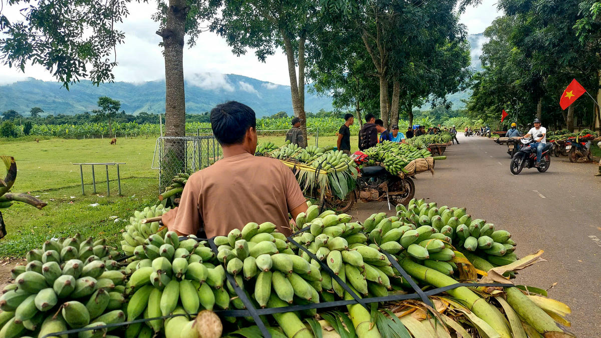 Những ngày này, người dân đã tập trung về đây để mua bán chuối. Việc di chuyển, dừng đỗ xe máy của người dân ở điểm tập kết tạm thời diễn ra tuần tự. Ảnh: ĐN.