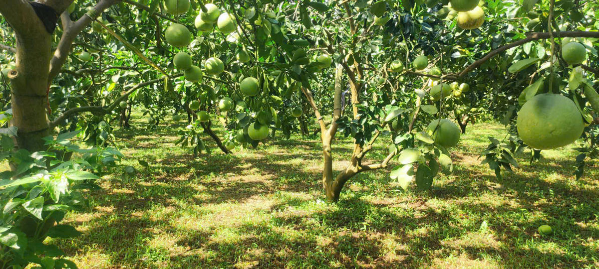 Bưởi diễn Yên Trị, Phú Thọ đã xuất sang Mỹ, Anh. Ảnh: L.H.