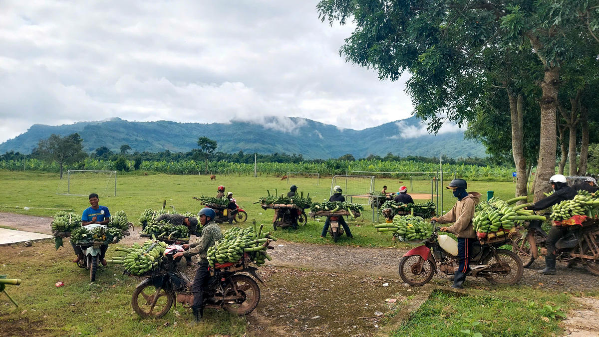 Địa điểm tập kết, mua bán chuối tạm thời này cách ngã ba Tân Long khoảng 1,5 km về phía Tây, khá rộng và bằng phẳng. Ảnh: ĐN.