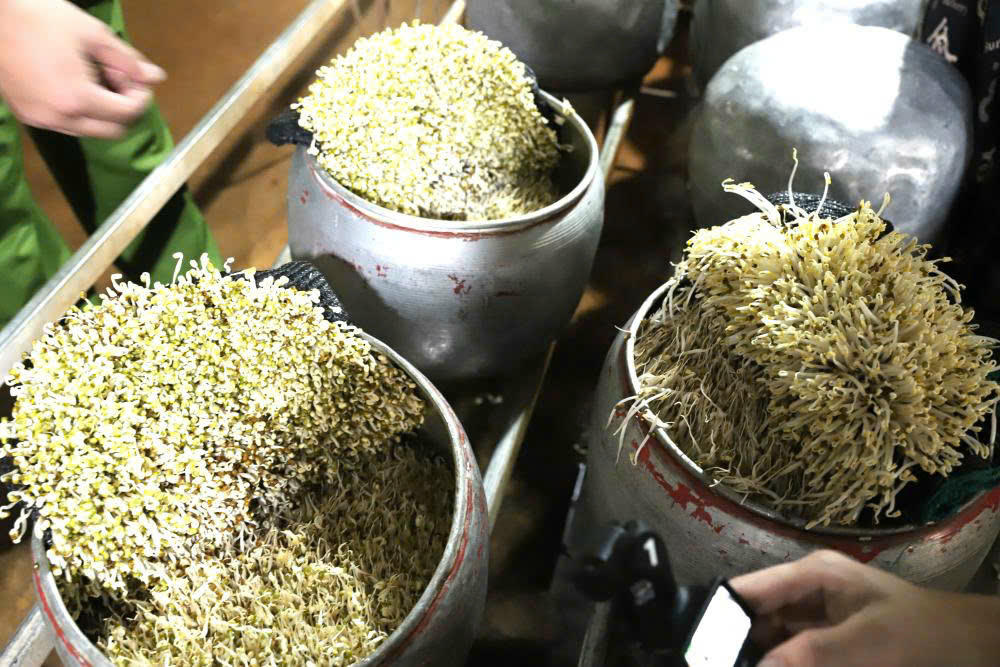 Số lượng giá đỗ đã được dùng chất kích thích đang trong thời kỳ sinh trưởng. Ảnh: CAHT.