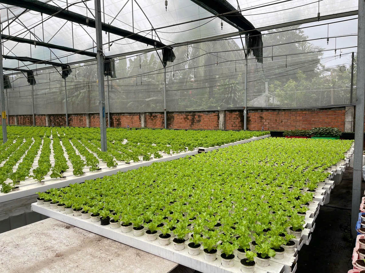   Vườn rau trồng theo phương pháp thuỷ canh tại HTX Tuấn Ngọc. Ảnh: Thanh Nhàn  