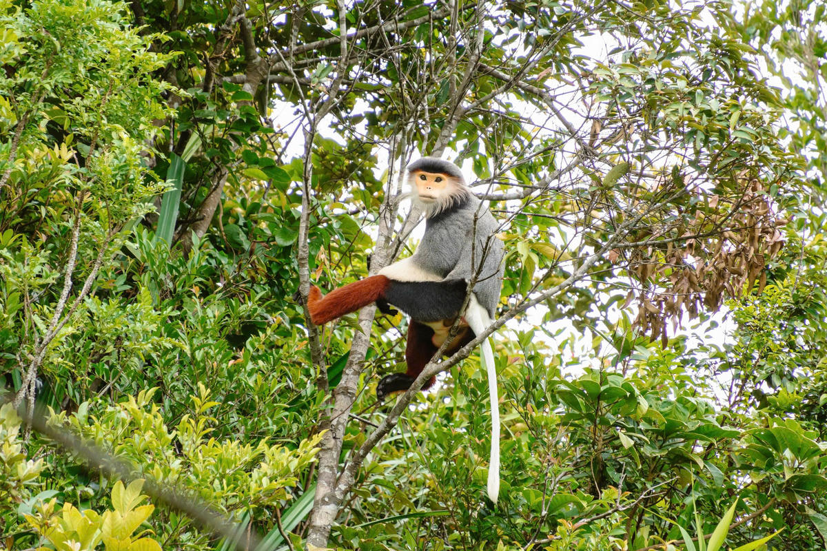 Voọc chà vá, "nữ hoàng linh trưởng" tại bán đảo. Ảnh: Phan Minh Hải.
