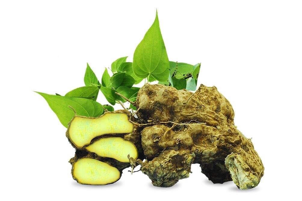 Cây nần nghệ: Từ núi rừng hoang dã đến tiềm năng dược liệu quý cho sức khỏe người Việt