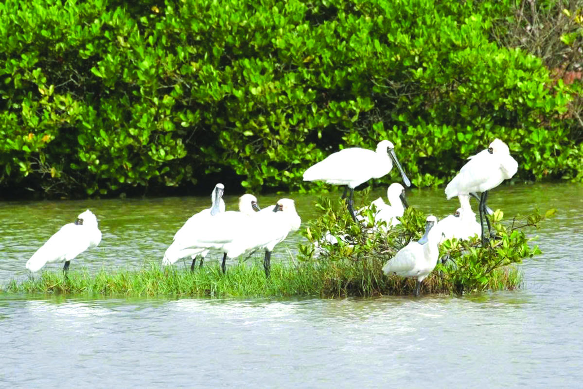 Ở Vườn quốc gia Xuân Thủy có rất nhiều loài chim quý. Ảnh: Ngô Văn Chiều.