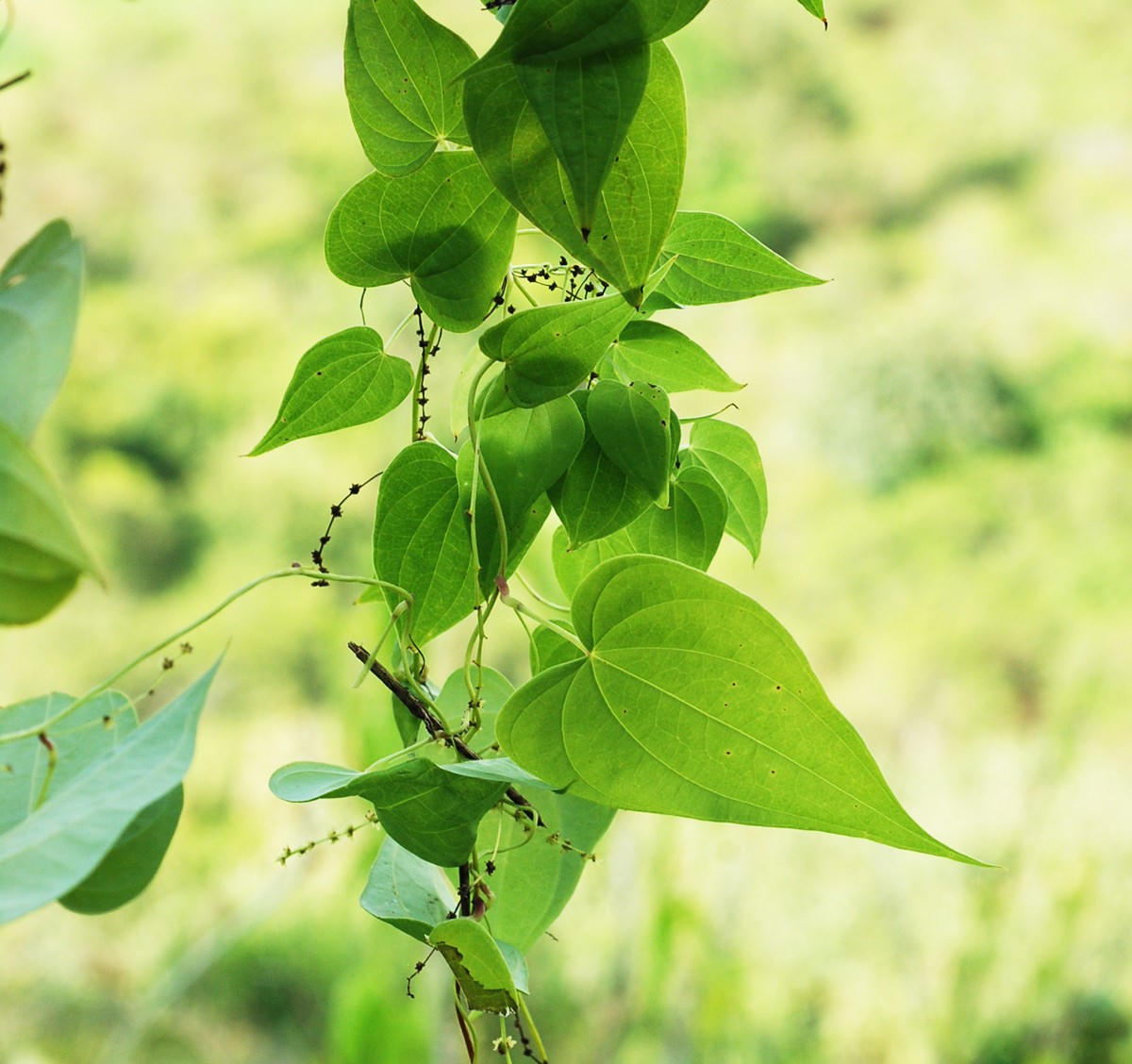 Cây nần nghệ: Từ núi rừng hoang dã đến tiềm năng dược liệu quý cho sức khỏe người Việt