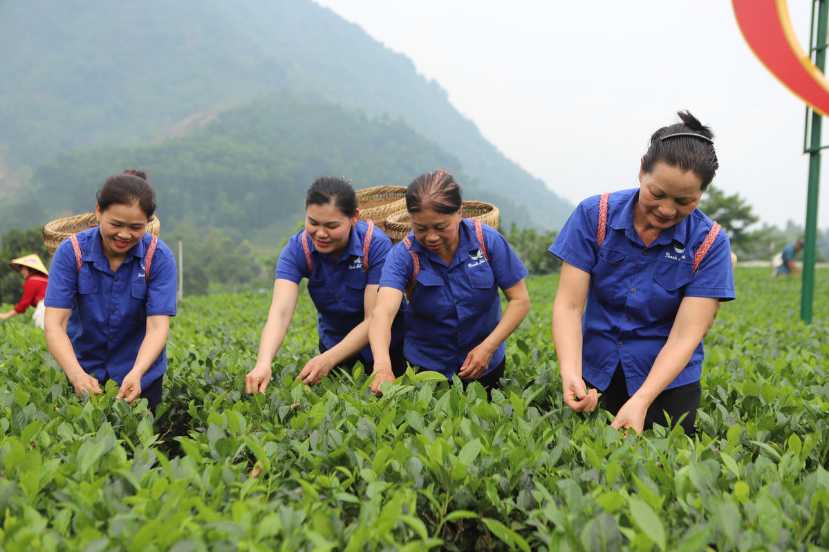 Các hợp tác xã trồng chè ở Thái Nguyên đã giúp nhiều phụ nữ và hộ đồng bào dân tộc thiểu số thoát nghèo thông qua việc hướng dẫn kỹ thuật trồng chè sạch, cung cấp cây giống và tạo việc làm ổn định