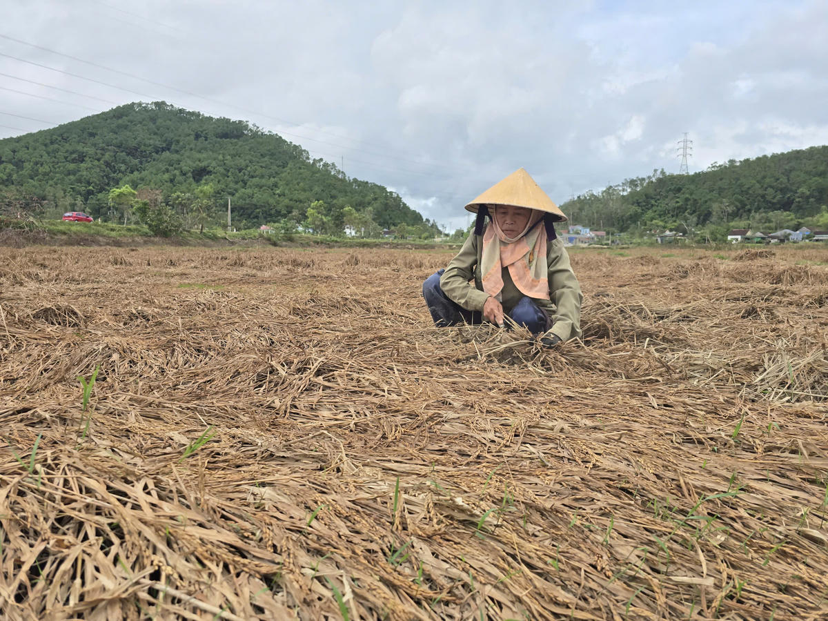Bà Đinh Thị Tảo (70 tuổi) trú xã Kim Liên (tỉnh Nghệ An) trên mảnh ruộng bị đổ rạp do mưa bão.