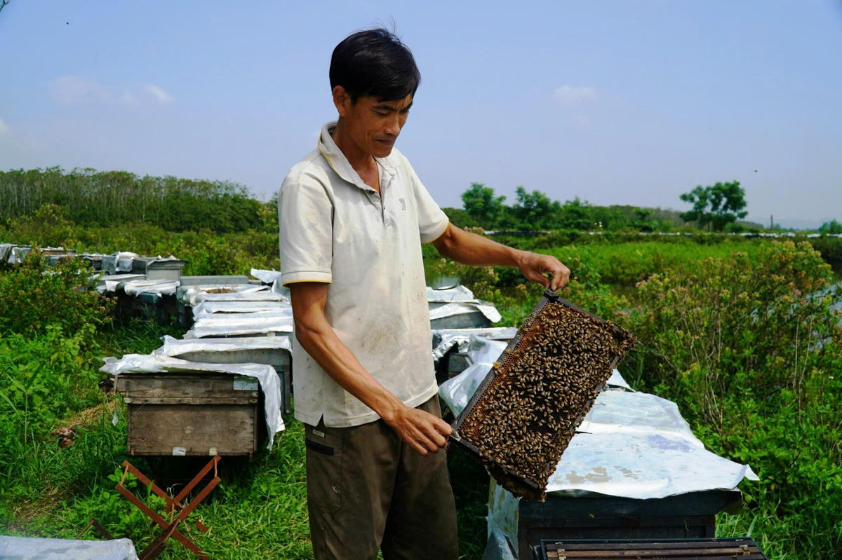 Anh Trần Văn Sửu thu hoạch mật ong dưới tán rừng ngập mặn. Ảnh: Nguyễn Chung.