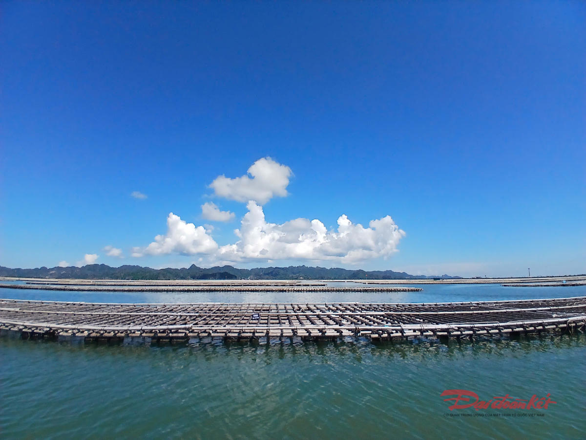 Hàng trăm giàn bè nuôi hàu tập trung tại vùng biển xã Hoàng Tân. Ảnh: Nguyễn Quý.