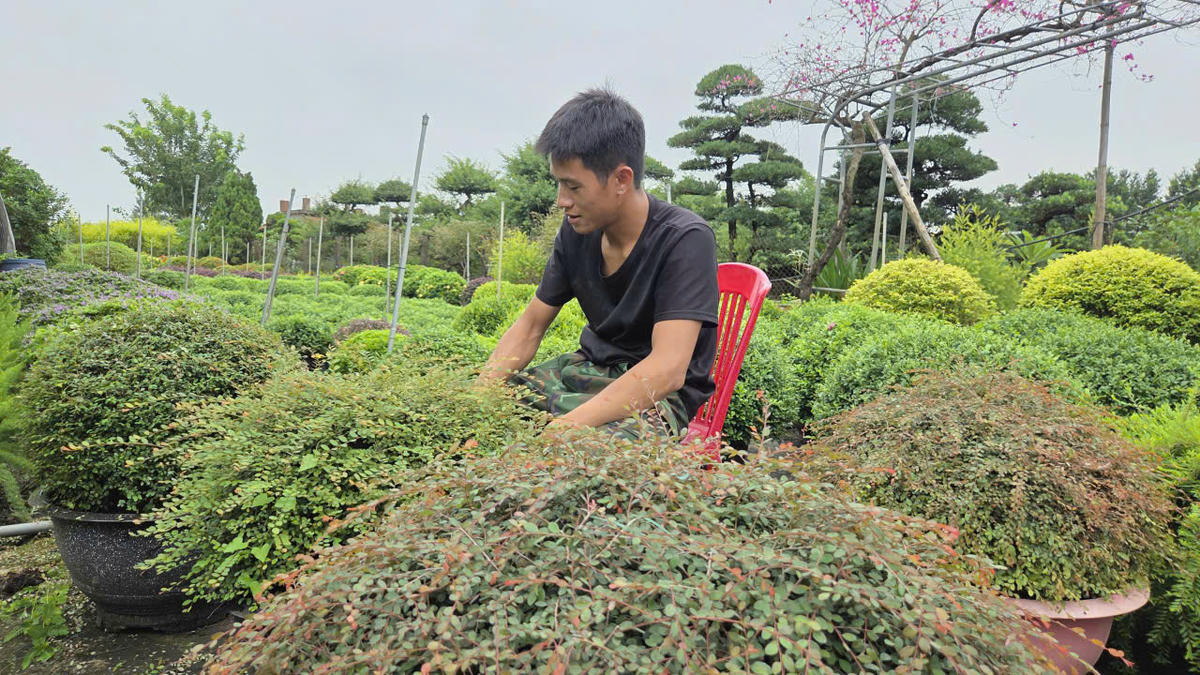 Nông dân phường Vị Khê (Ninh
Bình) làm giàu từ
nghề trồng hoa, cây cảnh

Ảnh: DH