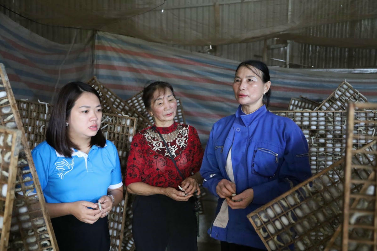 Tổ hợp tác trồng dâu nuôi tằm ở Phường 2 Bảo Lộc (Lâm Đồng) góp phần giúp các thành viên tăng thu nhập, phát triển kinh tế. Ảnh: Linh Thư