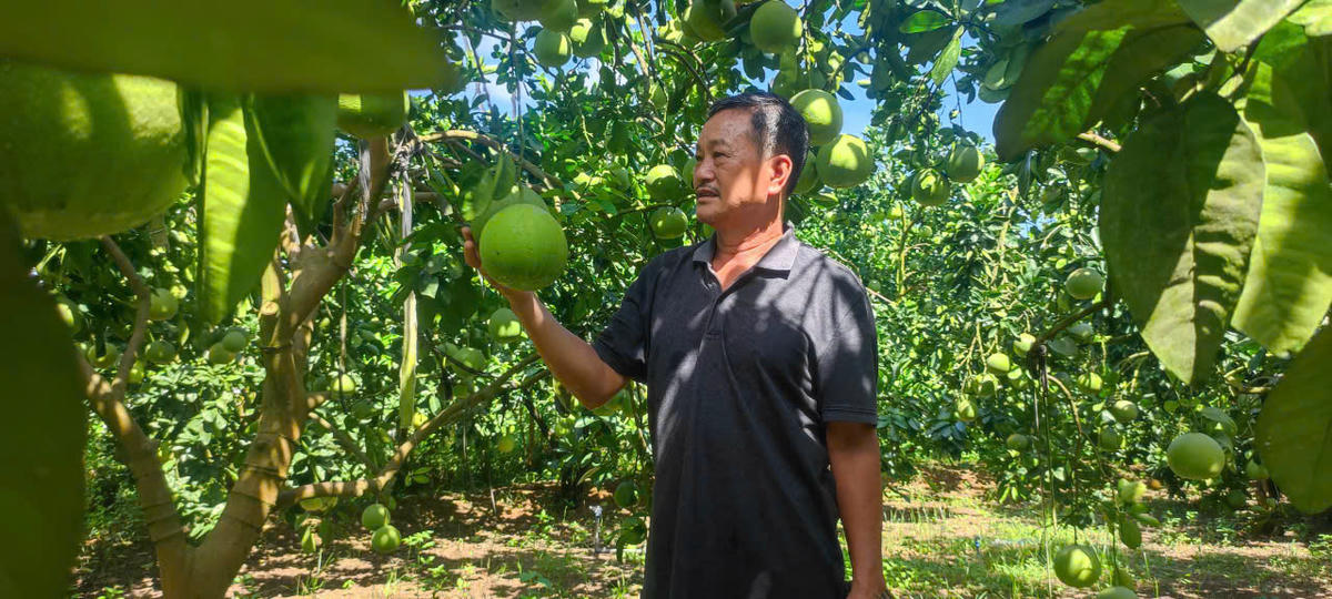 Ông Bùi Xuân Oanh ở Yên Trị,
Phú Thọ thoát nghèo nhờ trồng bưởi xuất khẩu

Ảnh: LH