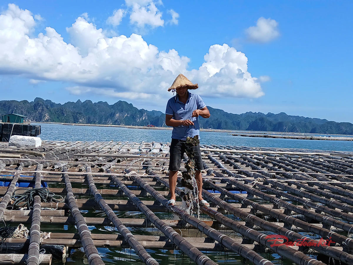 Anh Tiệp gia cố lai giàn hàu trước bão số 9 (Ragasa). Ảnh: Nguyễn Quý.