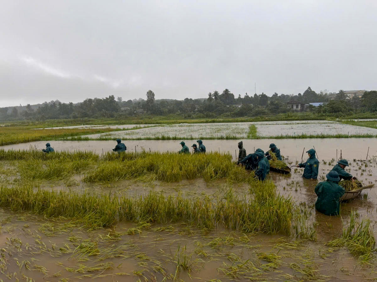 Lực lượng Dân quân xã Vĩnh Hoàng ra đồng giúp nhân dân thu
hoạch lúa. Ảnh: QSQT.