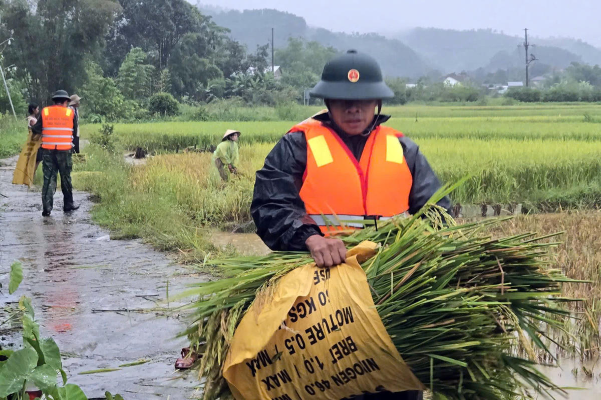 Cùng ngày, Ban Chỉ huy Bộ đội Biên phòng thành phố Huế cho biết, trên tuyến biên giới đất liền, các đồn Biên phòng tăng cường lực lượng hỗ trợ Nhân dân thu hoạch lúa vụ Hè thu; phối hợp với chính quyền địa phương rà soát các điểm xung yếu, có nguy cơ sạt lỡ, lũ quét để có phương án ứng phó. Ảnh: N.Q.