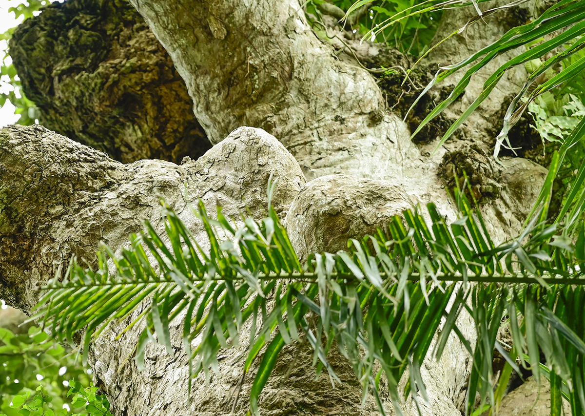 Thân cây có nhiều nốt sần rất to. Ảnh Nguyễn Minh.