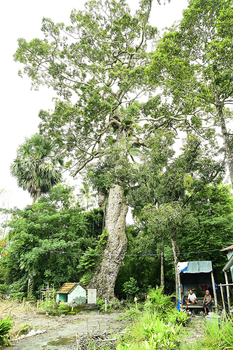 Từ lâu ở gốc cây có miếu do người dân lập ra để cầu may mắn, mùa màng tốt tươi. Với Cô Tô, cây dầu rái được xem là biểu tượng của người dân, bên cạnh những mái chùa mang đậm nét văn hóa tín ngưỡng, tôn giáo. Ảnh Nguyễn Minh. 