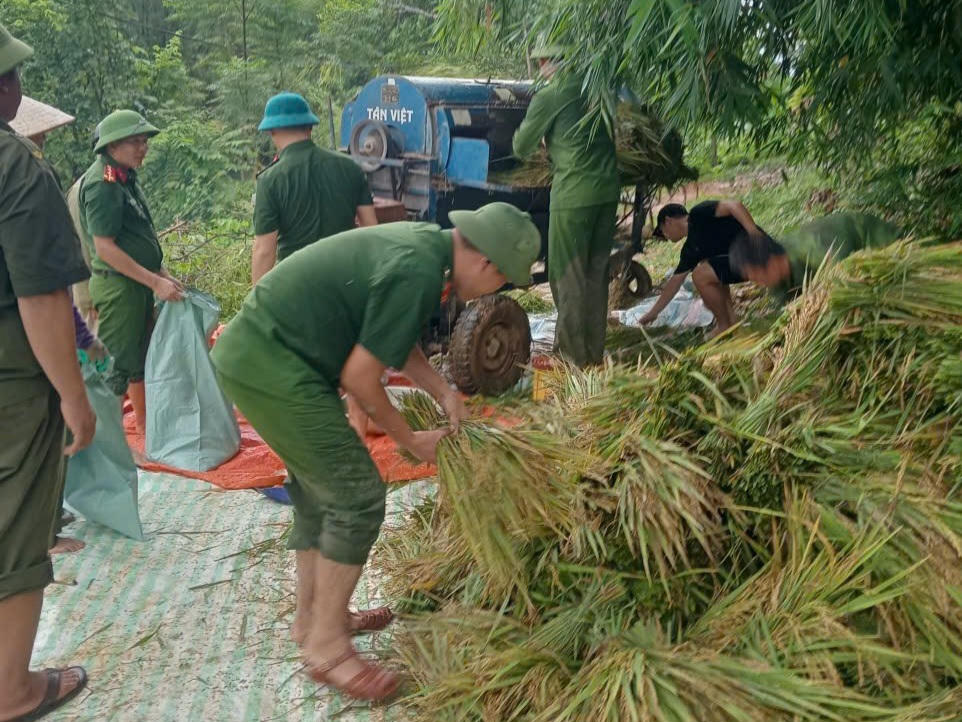 Lúa tươi sau khi được tuốt, vò đập sẽ được đóng thành bao, chở tới tận gia đình các hộ dân ở xã Điền Quang. Ảnh: CAĐQ