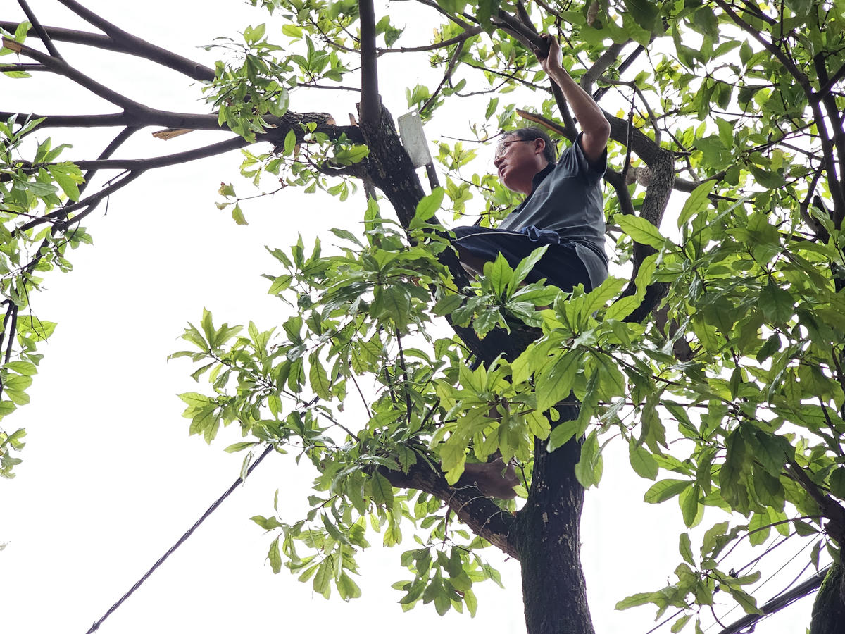 Ông Cao Đức Sỹ, 57 tuổi, phường Trường Vinh, tranh thủ lúc tạnh mưa, cắt tỉa cành cây trước nhà, đề phòng cây gãy đổ do mưa bão, đảm bảo an toàn. Ảnh: Quốc Thanh.