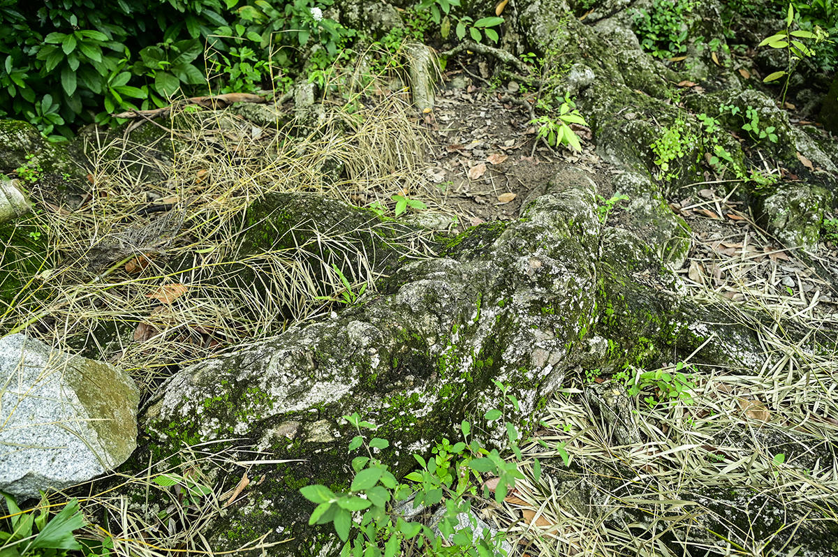 Nhiều người còn trừu tượng, nhìn bộ rễ của cụ cây trông như con mãng xà đang nằm ôm thân cây sưởi nắng. Ảnh Nguyễn Minh. 