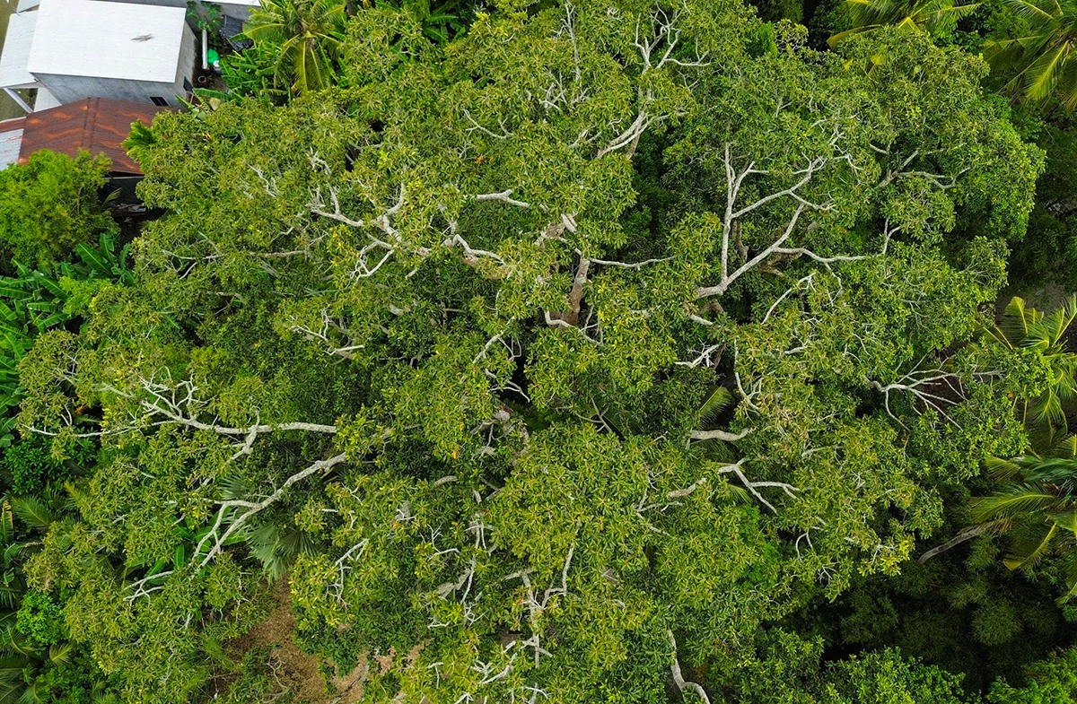 Cây dầu rái dù hơn 700 năm tuổi nhưng vẫn phát triển khá tốt, không có dấu hiệu gãy đổ. Ảnh Nguyễn Minh. 