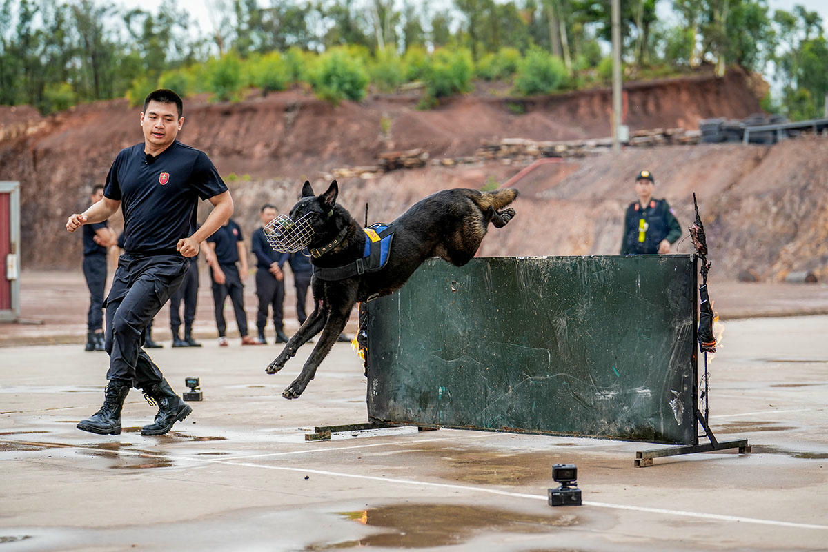 Cảnh khuyển tại Trung tâm Huấn luyện quốc gia về Phòng, chống khủng bố - Bộ Tư lệnh Cảnh sát cơ động. Ảnh: H.A.