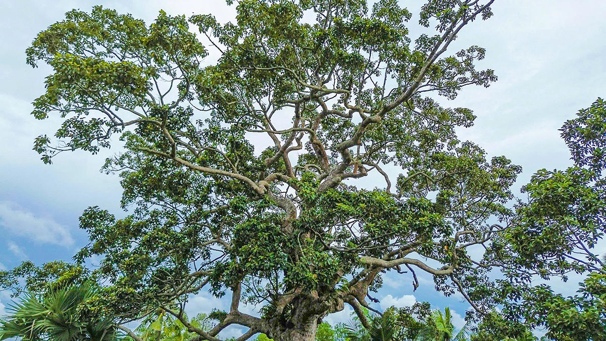 Nhánh cây dầu rái vươn dài như muốn ôm trọn, che chở cả xóm làng Tô An mãi mãi. Ảnh Nguyễn Minh. 